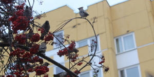 Биолог рассказал, почему Петербург наполнил щебет птиц